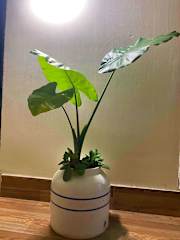 Center Tam Coc Homestayの写真