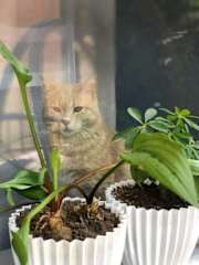 Photos of Secret Garden