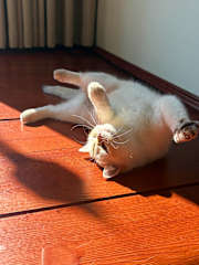 Photos of House of Patcha