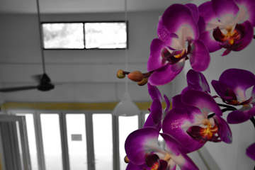 Photos of Seedling House