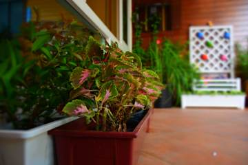 Photos of Seedling House