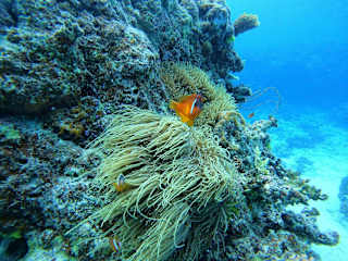 Photos of Ratu Kini Dive Resort