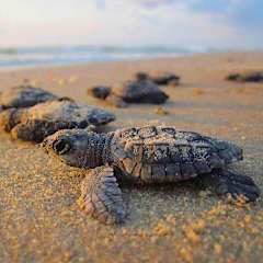 Tortugabay EcoHotel의 사진