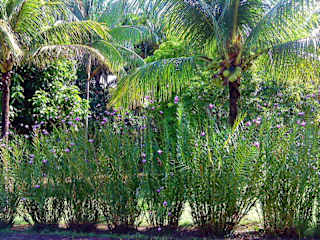 Photos of Mahatu Leticia Hostel