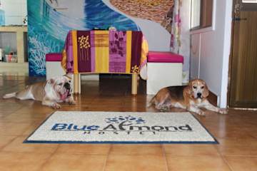 Fotos de Blue Almond Hostel