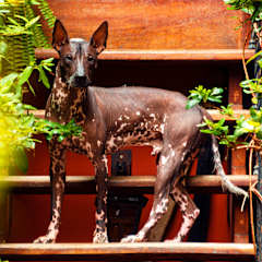 Photos of KACLLA, The Healing Dog Hostel