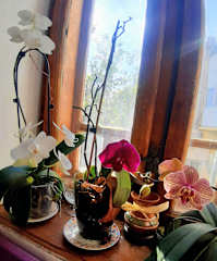 Photos of Vila 11