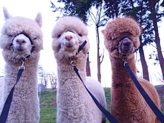 Fotos de Tom's Alpaca Cottage