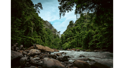 Photos of Nora's Homestay and Rainforest
