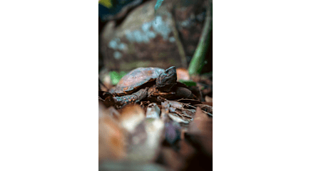 Photos of Nora's Homestay and Rainforest
