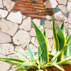 Foto di