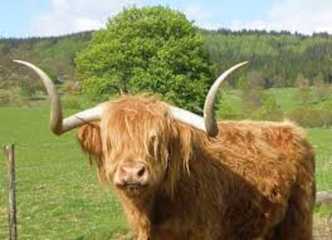 Photos of Callander Hostel