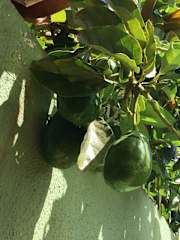 Photos of Doctor Boutique Hotel Managua