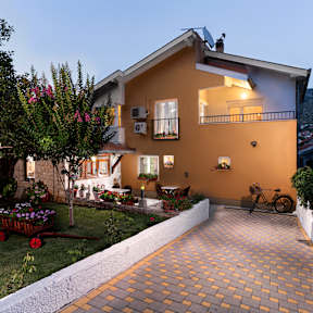 Photos of Pansion Rose