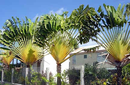 Photos of Rauls Rooms and Apartments