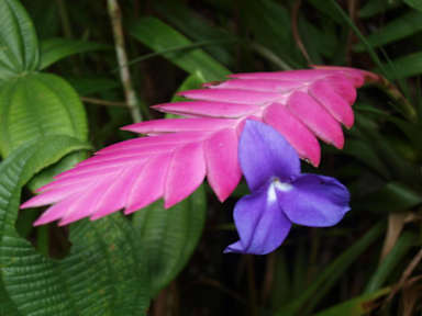 Kuvia paikasta: Cabañas Armonia y Jardín de Orquídeas