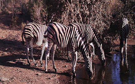 Bilder av Antares Field Guide Training Centre