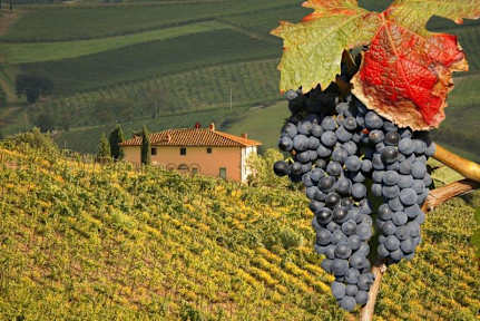 Kuvia paikasta: Camping Panorama del Chianti