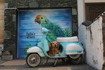 Calla'o el Loro Guest House Hostalの写真