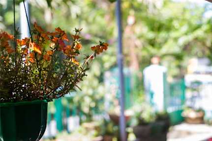 Green Field Homestayの写真