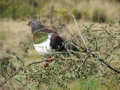 Fotografias de Birdsong Accommodation YHA