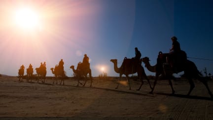 Zdjęcia nagrodzone Negev Camel Ranch