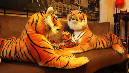 Photos of Taipei Triple Tiger Backpacker