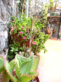 Casa Arbol照片