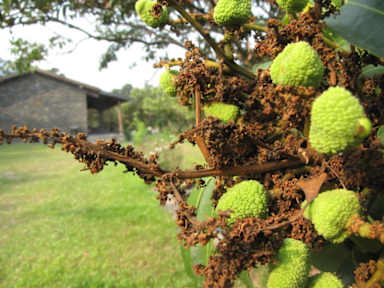Bilder av DeenGorge Maolin
