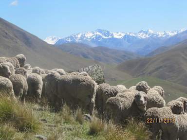 Bilder av Dunstan Downs High Country Sheep Station