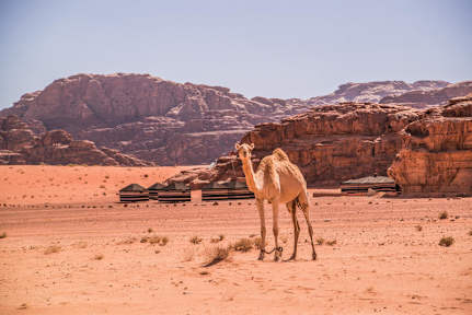 Photos of Bedouin Nomads Adventure