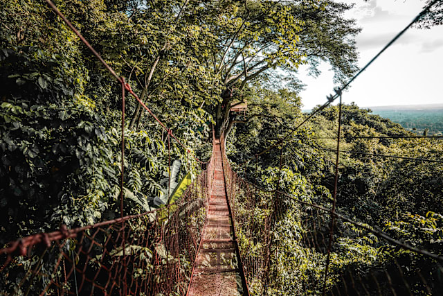 Treehouse, Granada