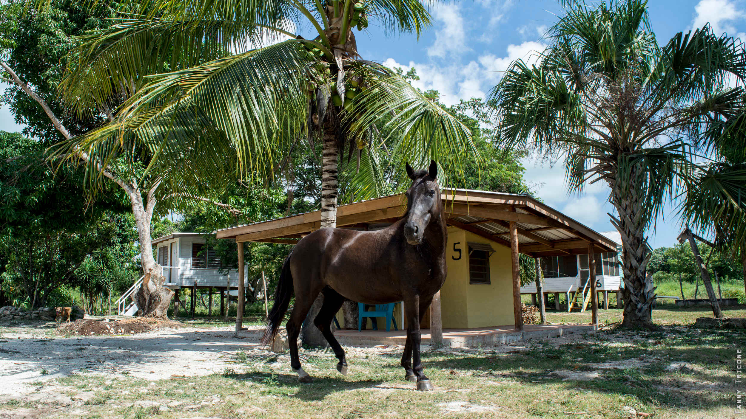 Backpackers Paradise Tropical Horse Farm