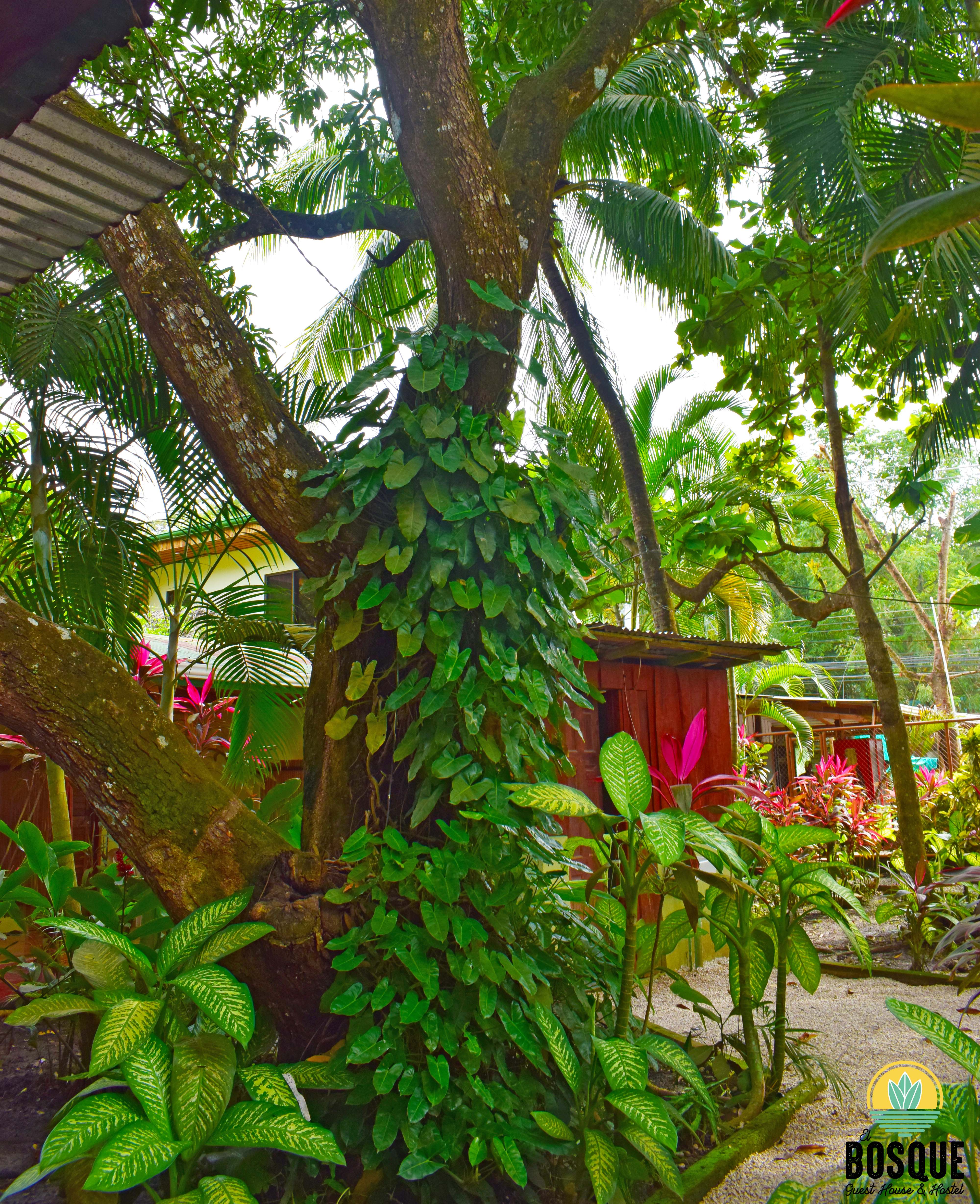 El Bosque Guest House & Hostel in Santa Teresa, Costa Rica Book
