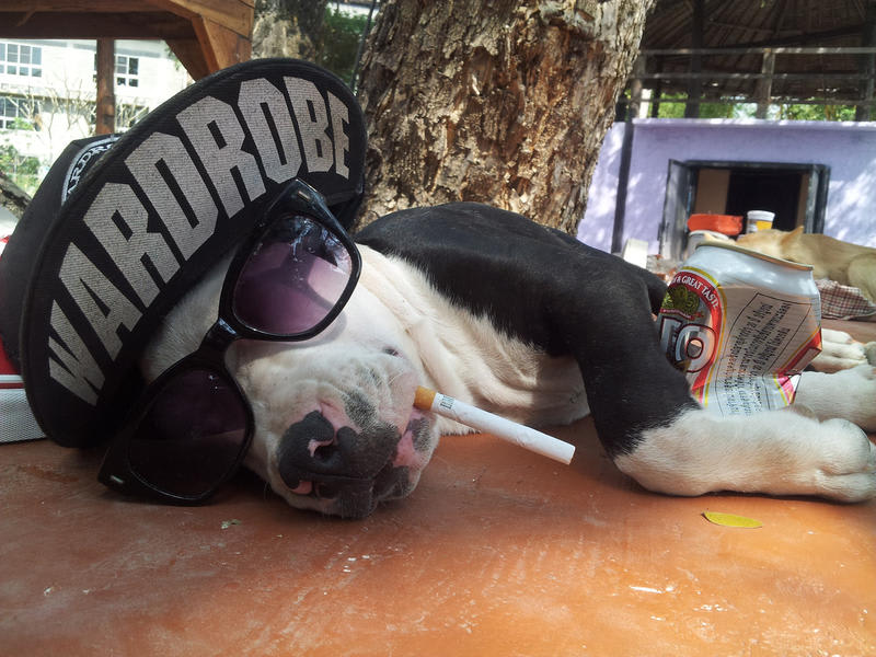 Purple Monkey Backpackers