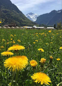 The Tent Village, Interlaken, Zwitserland: Boek Nu The Tent Village, Interlaken, Zwitserland: Boek Nu
